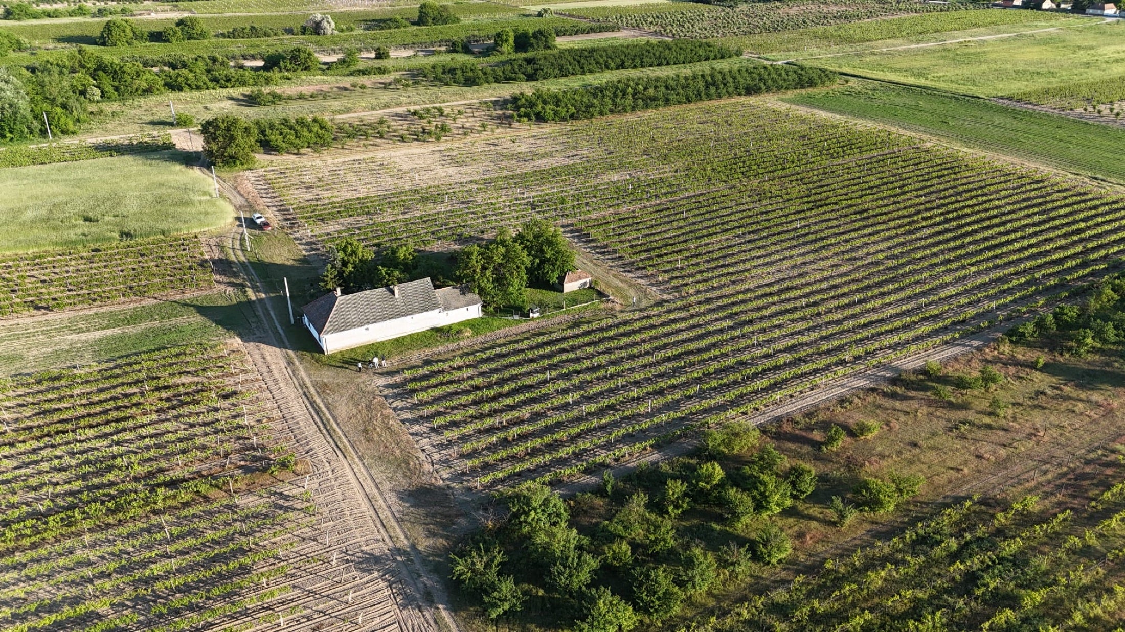 Luchtfoto van ons huis en de wijngaarden rond Kecel