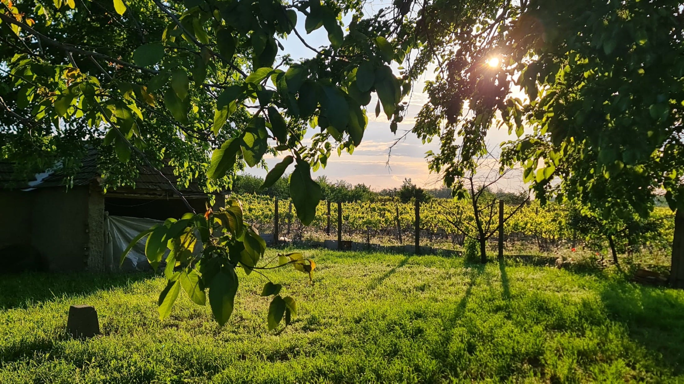 Avondzon door de bomen met uitzicht op onze wijngaard in Kecel